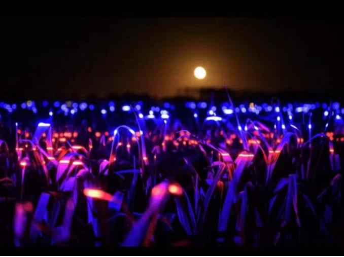 荷蘭新銳藝術家打造新景觀，讓燈光照在兩萬平方米農田上