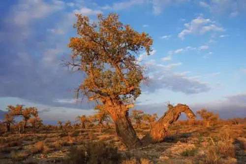 新疆兵團加快建立以國家公園為主體的自然保護(hù)地體系
