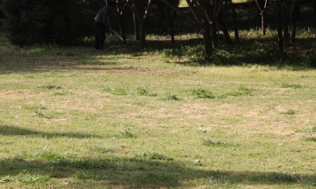 園林綠化養護到底有多重要