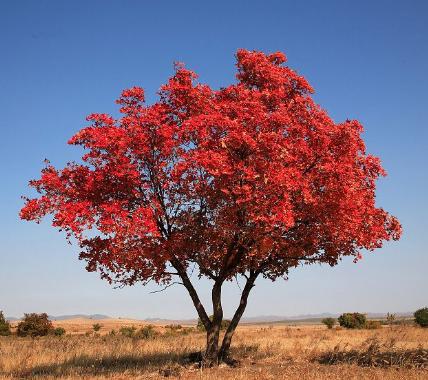 五角楓適合哪里種植？五角楓種植技術與管理方法 